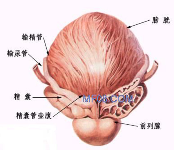 前列腺炎診斷方法