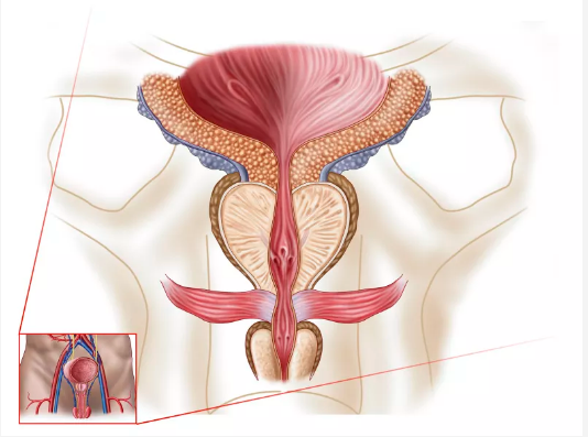 前列腺標準尺寸，不能生搬硬套