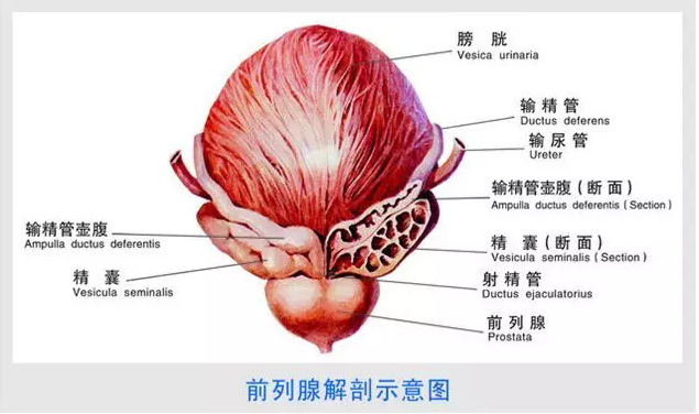 陰囊潮濕是什么原因造成的